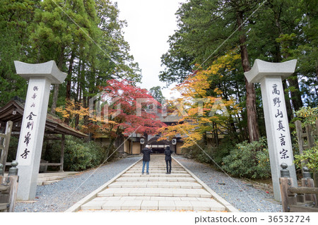 The autumn leaves and yellow leaves of Koyasan The autumn leaves and yellow leaves of Koyasan 36532724