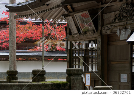 The autumn leaves and yellow leaves of Koyasan The autumn leaves and yellow leaves of Koyasan 36532761