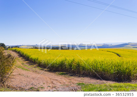 A view of the Valley of a Thousand hills, Durban 36532955