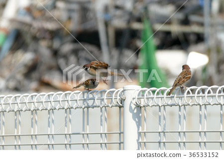 Sparrow Sparrow 36533152