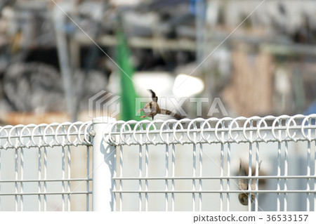 麻雀 麻雀 36533157