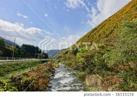 Kiso高速公路的黃色葉子 36533158