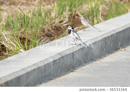 Hakusekirei 36533169