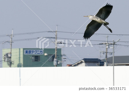 Gray heron 36533171