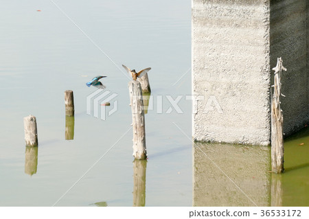 Kingfisher Kingfisher 36533172