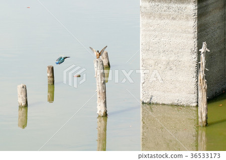 翠鳥 翠鳥 36533173