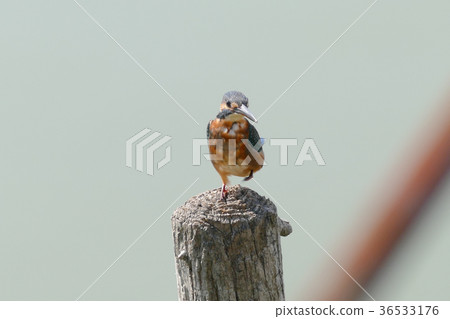 翠鳥 翠鳥 36533176