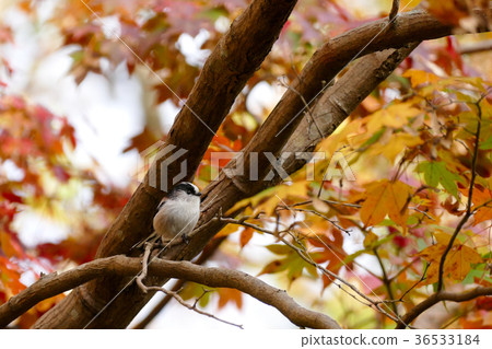 長尾山雀 長尾山雀 36533184