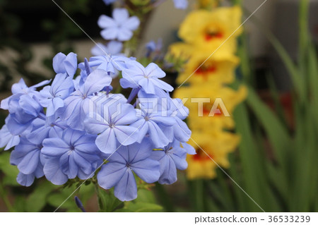 Ruri Matsuri 36533239