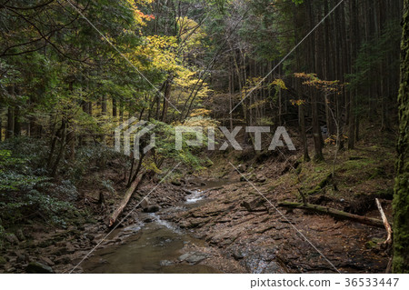 Akameshi 48 waterfall and colored leaves 36533447