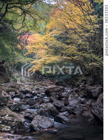 Akameshi 48 waterfall and colored leaves Akameshi 48 waterfall and colored leaves 36533505