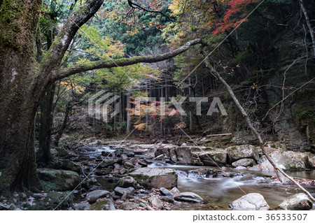 Akameshi 48 waterfall and colored leaves Akameshi 48 waterfall and colored leaves 36533507