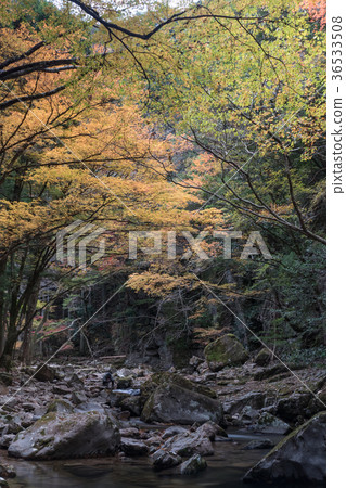 Akameshi 48 waterfall and colored leaves 36533508