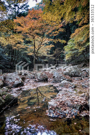 Akameshi 48 waterfall and colored leaves Akameshi 48 waterfall and colored leaves 36533512