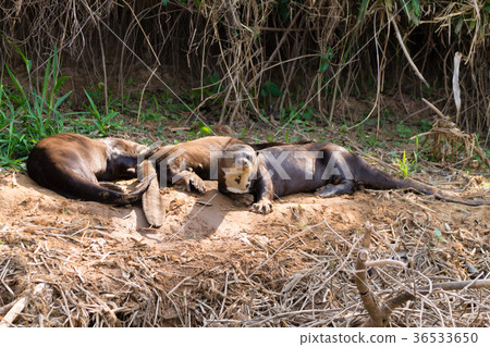 Giant otter from Pantanal, Brazil Giant otter from Pantanal, Brazil 36533650