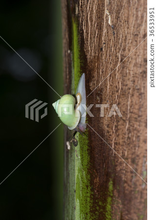 青山蝸牛 36533951