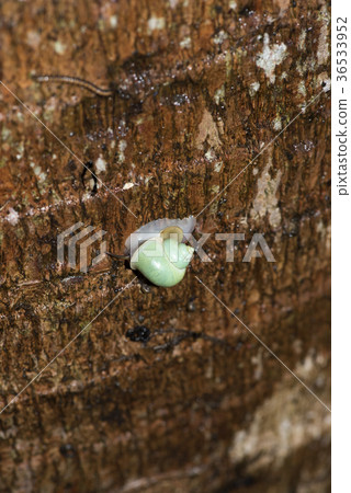 青山蝸牛 36533952