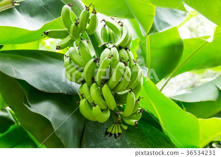 Banana tree and fruit 36534231