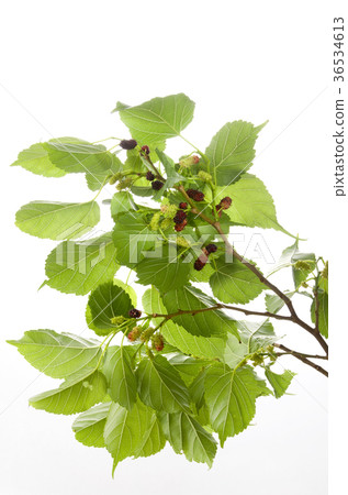 Mulberry fruit Mulberry fruit 36534613