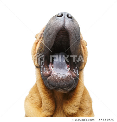 beautiful shar pei puppy yawning beautiful shar pei puppy yawning 36534620