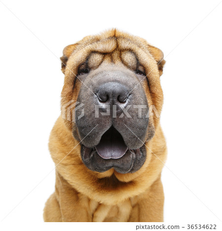 beautiful shar pei puppy 36534622