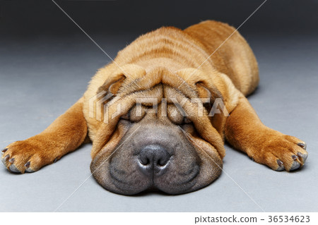 beautiful shar pei puppy sleeping 36534623