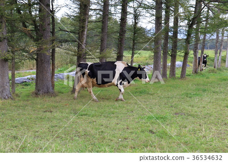 北海道Nakashibetsu可愛的牛（慢鏡頭） 36534632