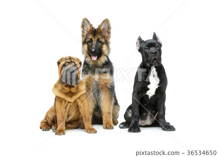 beautiful three puppy dogs 36534650