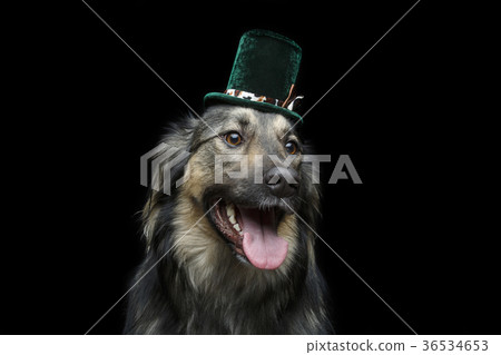 beautiful dog in hat isolated on black beautiful dog in hat isolated on black 36534653