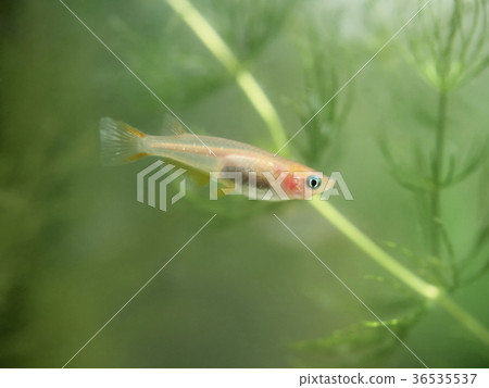 Himedaka in the tank 36535537