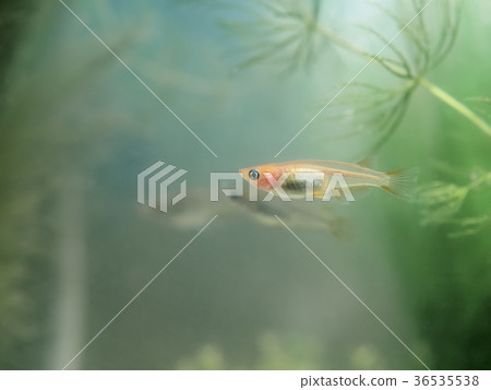 Himedaka in the tank 36535538