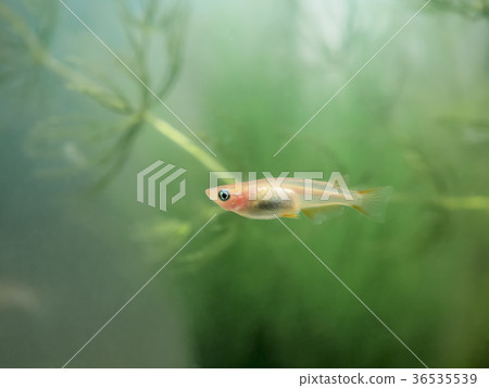 Himedaka在坦克 Himedaka在坦克 36535539