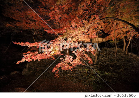 菊園花園的秋葉 菊園花園的秋葉 36535600