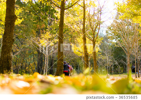 Taiwan, Wuling Farm, Ginkgo, forest, fallen leaves, landscape 36535685