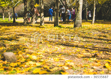Taiwan, Wuling Farm, Ginkgo, forest, light shadow, landscape 36535687