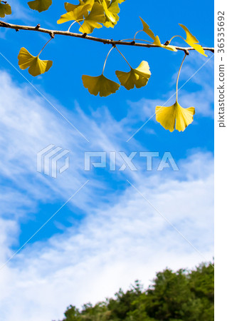 Taiwan, Wuling Farm, Ginkgo, forest, light shadow, landscape Taiwan, Wuling Farm, Ginkgo, forest, light shadow, landscape 36535692