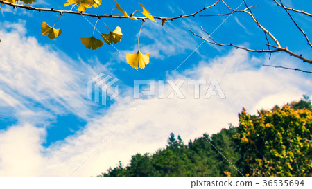 Taiwan, Wuling Farm, Ginkgo, forest, light shadow, landscape Taiwan, Wuling Farm, Ginkgo, forest, light shadow, landscape 36535694
