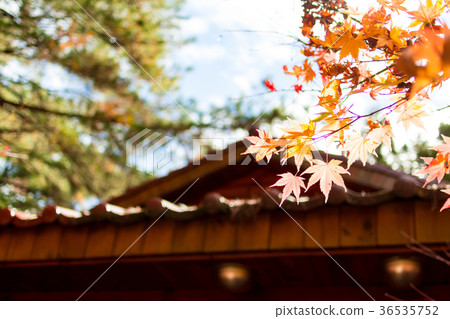 Taiwan, Mt. Fukusu, Aoba, Deciduous, landscapes, shops Taiwan, Mt. Fukusu, Aoba, Deciduous, landscapes, shops 36535752