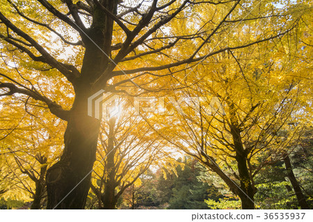 Colorful Yellow Ginko Tree. Autumn in Japan. Colorful Yellow Ginko Tree. Autumn in Japan. 36535937
