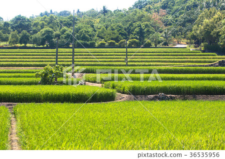 Taikuta，Shibata 36535956