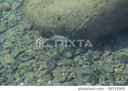 鯛魚,海水,清潔魚,小魚 鯛魚,海水,清潔魚,小魚 36535968