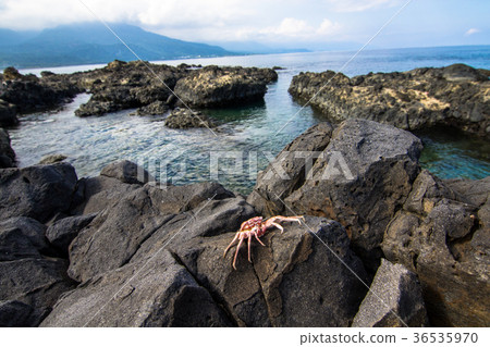 台東，台東，紫菜海藻，鮭魚 36535970