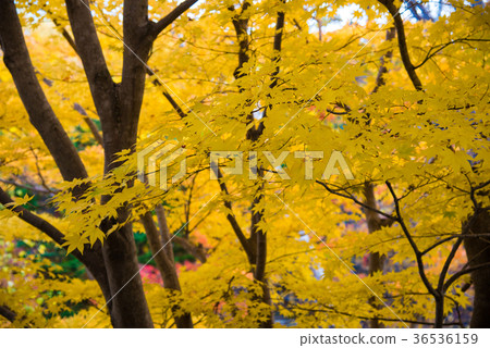 Autumn leaves yellow 36536159