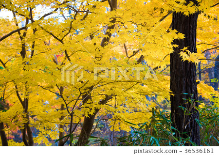 Autumn leaves yellow 36536161