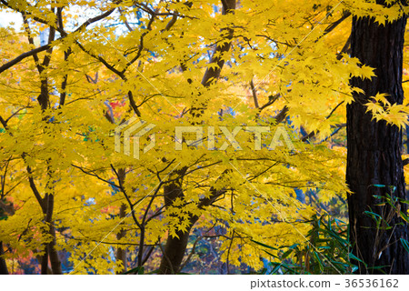 Autumn leaves yellow Autumn leaves yellow 36536162