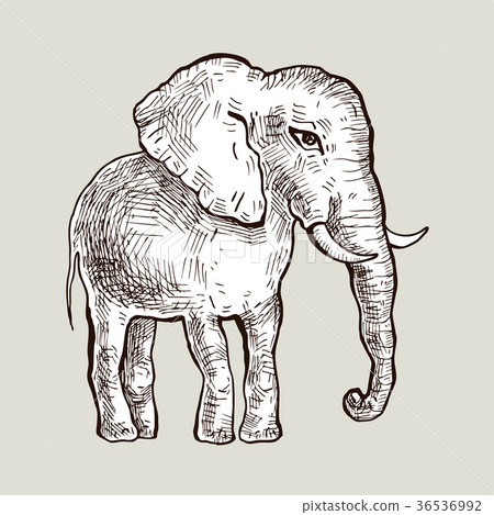 Elephant. Vector illustration Elephant. Vector illustration 36536992