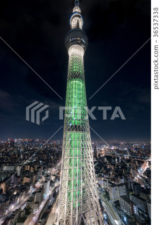 東京天空樹香檳樹 36537338