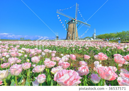 Sakura Furusato Square Tulip 36537571