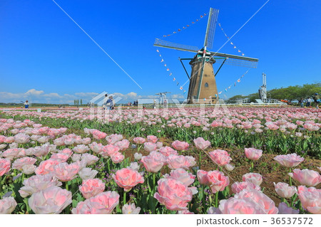 Sakura Furusato Square Tulip 36537572