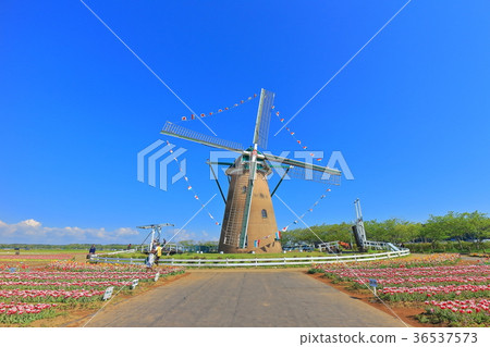 Sakura Furusato Square Tulip 36537573